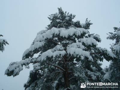 Puerto de Canencia - arbol con nieve; paseos por madrid